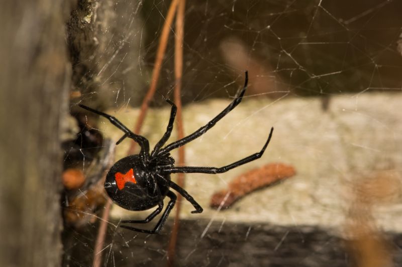 Black Widow Extermination in Fort Worth, TX