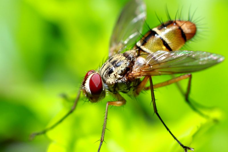 Fruit Fly Extermination in Frisco, TX