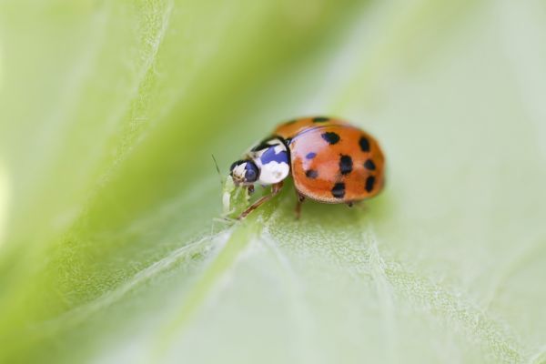 Ladybug Extermination