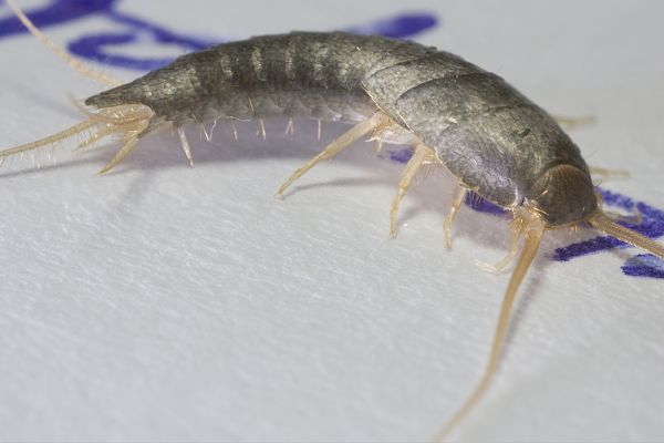 Silverfish Treatment
