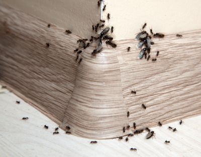 Ants Extermination Service in Mckinney, TX