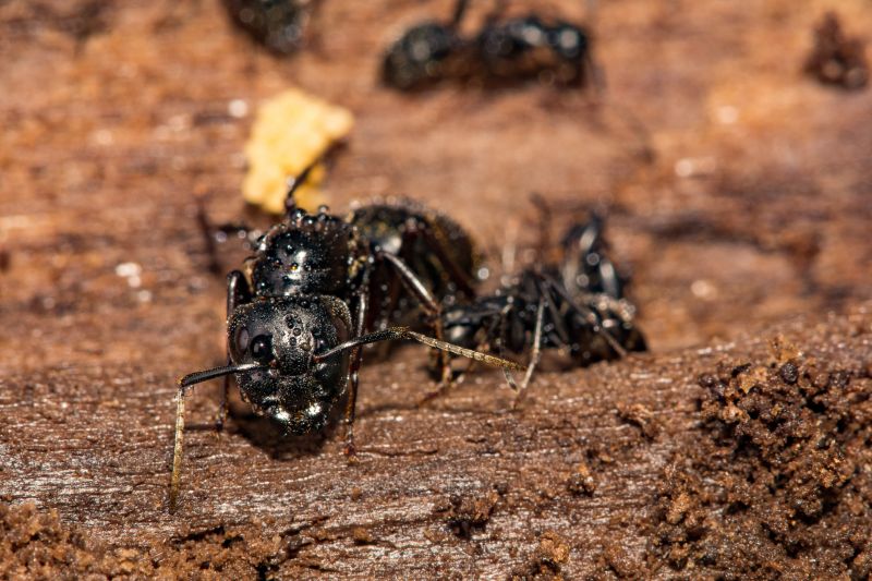 Black Ant Extermination in Denton, TX