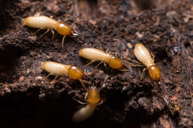 Commercial Termite Removal in Frisco, TX