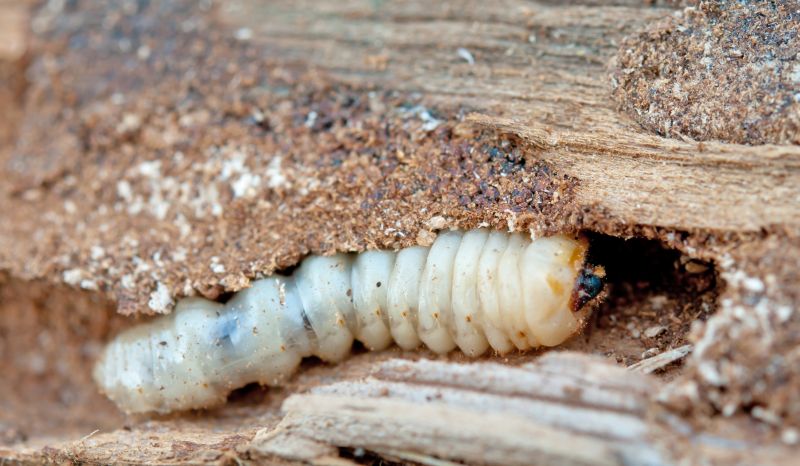 Earwig Extermination in Arlington, TX