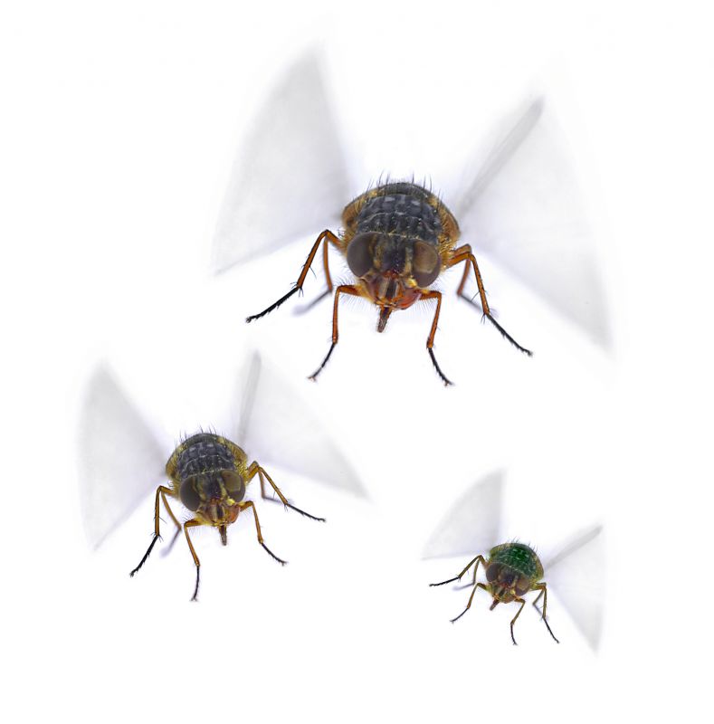 Fly Control Service in New Braunfels, TX