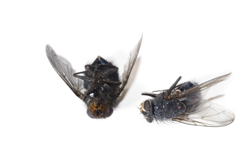 Fly Extermination in Mckinney, TX
