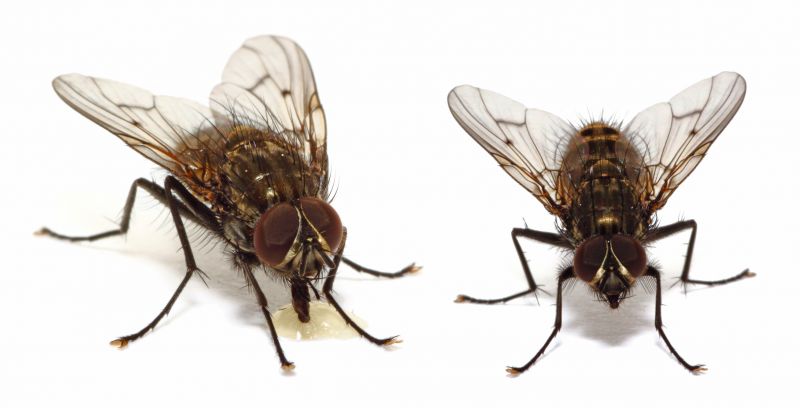 Fly Pest Control in Denton, TX