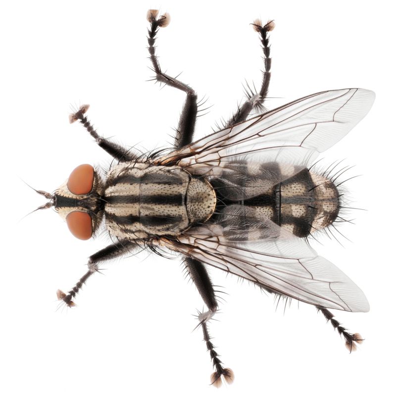 Fruit Fly Extermination in Arlington, TX