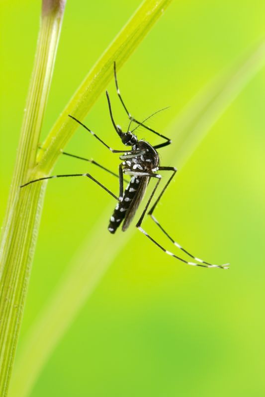 Mosquito Control Service in Fort Worth, TX