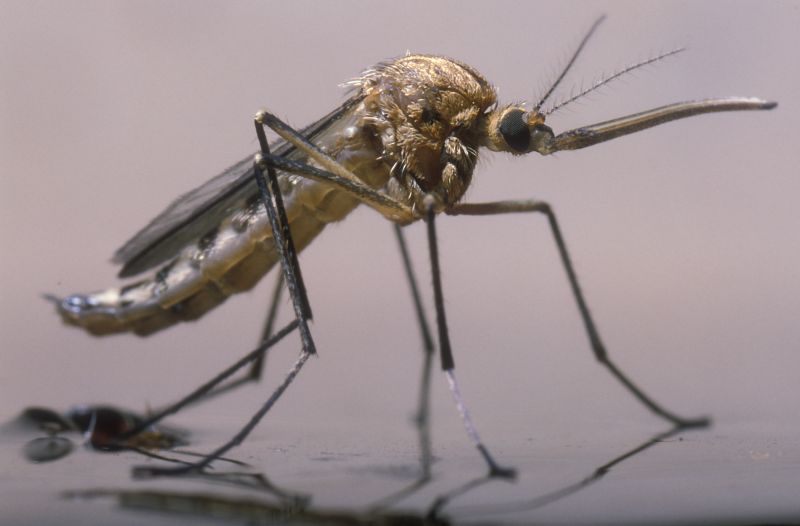 Mosquitoes Pest Control in Denton, TX