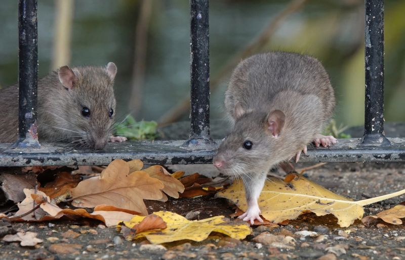 Rat Fumigation Service in Cumming, GA