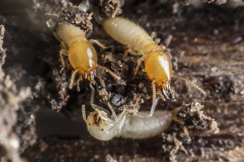 Termite Service in Frisco, TX