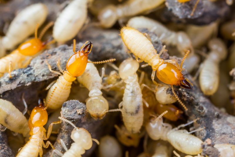 Termite Tenting in Bellingham, WA