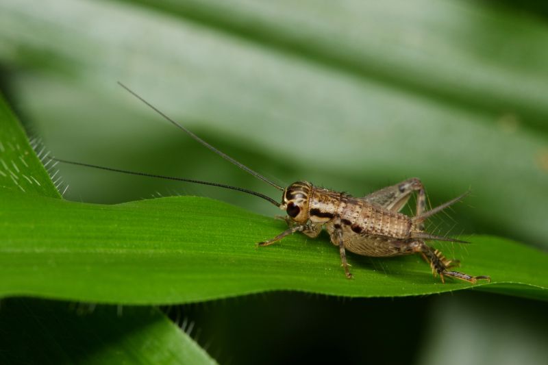 Why Crickets Invade Homes And How To Stop Them