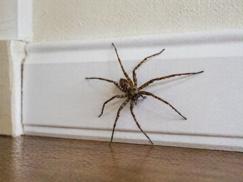 Wolf Spider Removal in Katy, TX